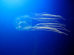 Australia: nastolatek zmarł po poparzeniu przez osę morską