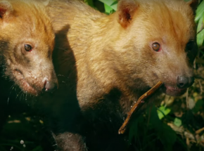 Łódź: pakożery zostaną umieszczone w zoo