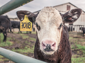 New Jersey: największa ferma krów mlecznych została zniszczona przez tornado
