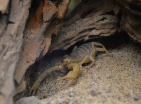 Egipt: 3 osoby zmarły wskutek ukłuć skorpionów