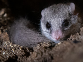 Włochy: podczas nalotu na plantację konopi odkryto zamrożone popielice