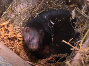 Finowie jako pierwsi w UE rozpoczną szczepienia norek przeciw COVID-19