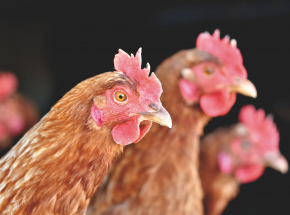 Komisja Europejska zadecydowała o zakazie systemów klatkowych