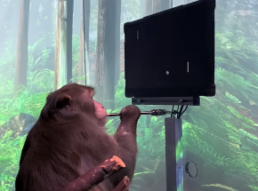 Neuralink: pierwsze wideo małpy grającej w MindPonga