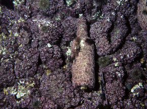 Mikroplastik w koralowcach w Arktyce