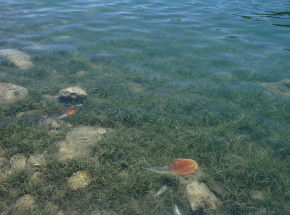 Włochy: aresztowano 18 osób w związku z nielegalnym zbieraniem małży