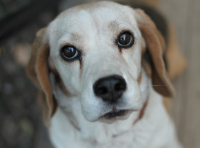 Pomorskie: zlikwidowano pseudohodowlę psów