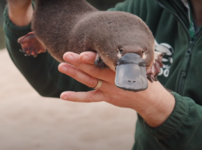 Australia zbuduje pierwsze na świecie sanktuarium dla dziobaka