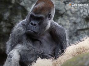 USA: zmarł najstarszy na świecie samiec goryla