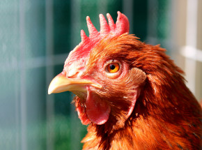 Złożono deklarację o odzyskaniu statusu kraju wolnego od HPAI