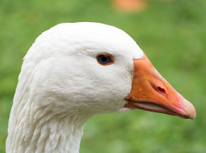 Grypa ptaków w Polsce: stwierdzono kolejne 4 ogniska u drobiu