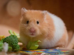 Rosja: zakaz wwozu gryzoni oraz ssaków naczelnych 