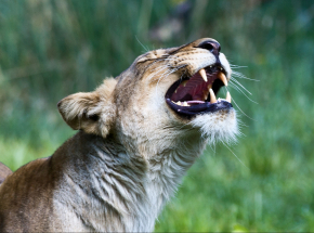 Mozambik: zatrzymano 5 osób, które były w posiadaniu trofeów łowieckich