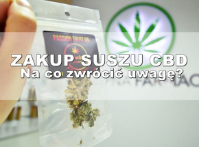 Na co zwrócić uwagę przy zakupie suszu CBD!