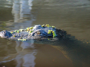 Floryda: aligator zabił 85-letnią kobietę 