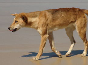 Australia: psy dingo zaatakowały 9-latka