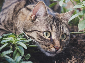 Mazowieckie: poinformowano o kolejnych 10 przypadkach wścieklizny