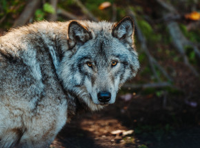 Wilk wtargnął na posesję na Podkarpaciu. Porwał psa, obok było 20-miesięczne dziecko