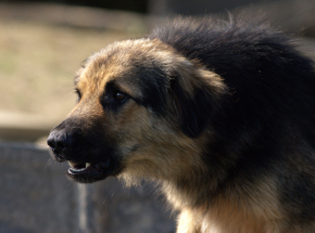 Tragiczny finał ataku psa w gminie Raciąż. 67-latek trafi do więzienia na 5 lat? 