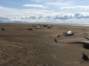 Nowa Zelandia: po utknięciu na płytkich wodach zginęło co najmniej 29 wielorybów