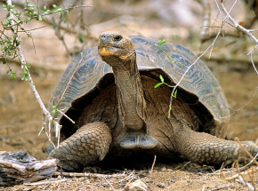 Ekwador: śledztwo w sprawie śmierci 4 żółwi słoniowych z Galapagos