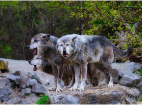 Podkarpackie: dwóch pilarzy zaatakowanych przez wilki