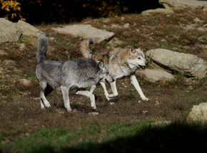 Podkarpackie: odstrzelono wilki, które miały zaatakować pilarzy