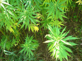 Olsztyn: zlikwidowano plantację konopi indyjskich