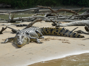 Australia: szczątki zaginionego rybaka odnaleziono w żołądku krokodyla