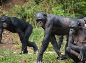 USA: dziewięć małp człekokształtnych zaszczepionych przeciwko COVID-19