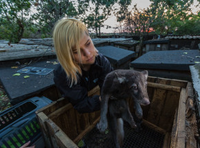 Wielkopolska: skazano hodowcę lisów za znęcanie się nad zwierzętami