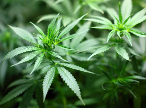 Meksyk: Izba Deputowanych zatwierdziła ustawę o legalizacji marihuany