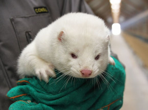 Polska poparła notę w sprawie zaprzestania hodowli norek w Europie