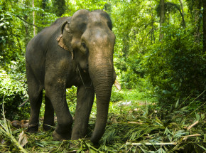 Indonezja: młody słoń padł wskutek utraty połowy trąby po wpadnięciu w pułapkę kłusowników