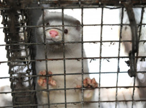 Potwierdzono, że wirus SARS-CoV-2 przeszedł z norki na pracownika fermy