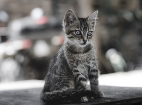 Łódzkie: kot zaalarmował rodzinę o pożarze