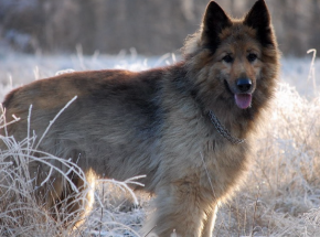 Wyszkolone psy wykrywają zakażenie SARS-CoV-2 w próbkach śliny ludzkiej