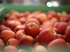 Białoruś: zakaz importu szeregu produktów rolno-spożywczych z wybranych państw, w tym Polski