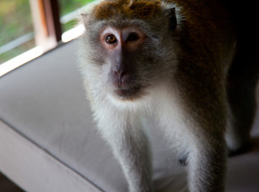 USA: kierowca ciężarówki transportujący 100 makaków zderzył się z wywrotką