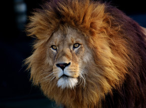 Ghana: mężczyzna zginął po tym, jak wszedł na wybieg lwów w zoo