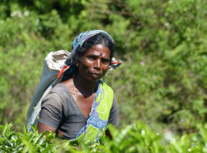 Sri Lanka: wycofanie z zakazu stosowania chemikaliów w rolnictwie