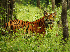 Nepal: od 2009 roku populacja tygrysa się niemal potroiła