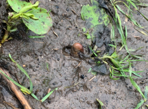 Zgłosiła znalezienie ludzkich szczątków w polu. Okazało się, że to ziemniak  