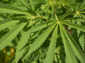 Nowy Jork: ustawa legalizująca marihuanę przegłosowana