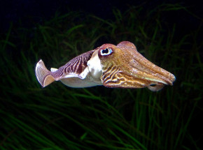 Mątwy zdały słynny test Marshmallow, wykazują zdolność samokontroli