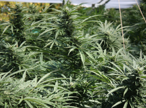 Meksyk: nowe regulacje dotyczące marihuany 