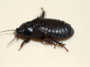 Nietypowy rytuał godowy karaczanów