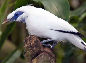 W gdańskim zoo na świat przyszły szpaki balijskie