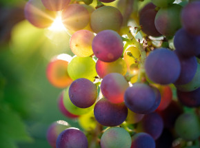 Japonia: cena kiści winogron wyniosła 50 tys. złotych