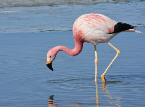 Teksas: zauważono flaminga, który uciekł z zoo 17 lat temu